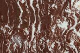 Polished Stromatolite (Gongylina) Slab - Billion Years #129178-1